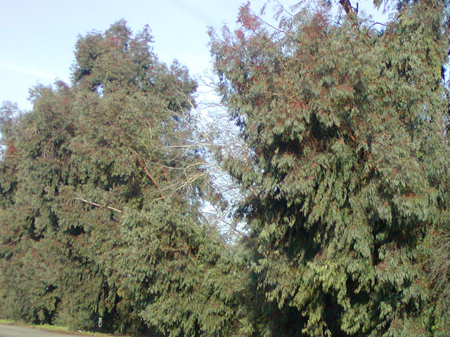 california eucalyptus